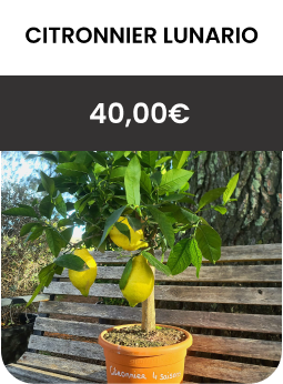 CITRONNIER LUNARIO 40 EUROS